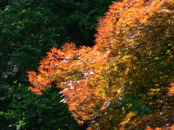 Bois des Moutiers (89) Juin 2012